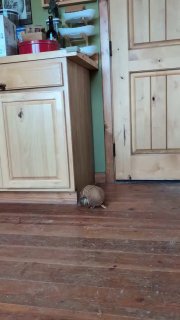 Видео с броненосцем, ловящим яблоко