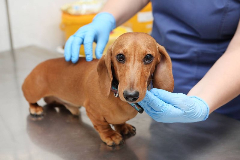 В Москве откроют около 1200 бесплатных пунктов вакцинации домашних животных от бешенства