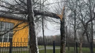 В Шаховской на территории школы упала береза