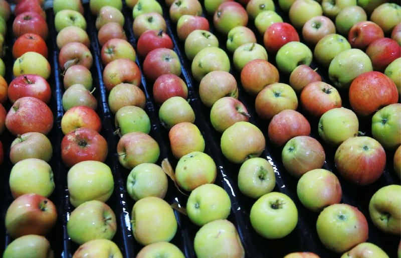 Трутнев потребовал объяснить высокую стоимость яблок на Чукотке