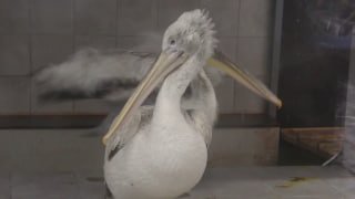 Пеликаны в Московском зоопарке выходят на озеро после диспансеризации