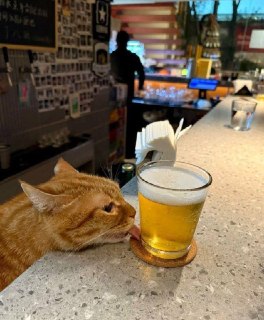 Учёные доказали пользу безалкогольного пиво для нервной системы