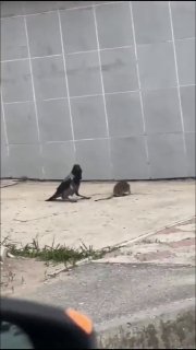 Российская ворона-задира завирусилась в американских соцсетях