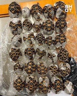 В аэропорту Таиланда задержали туристку с 30 контрабандными черепахами на теле