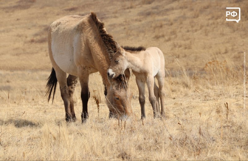 В Хакасском заповеднике родился первый жеребёнок лошади Пржевальского