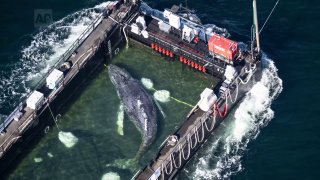 В Германии продолжается операция по спасению горбатого кита Тимми