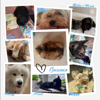 «Фонтанка» запускает проект «ЗвероПятница» о домашних животных