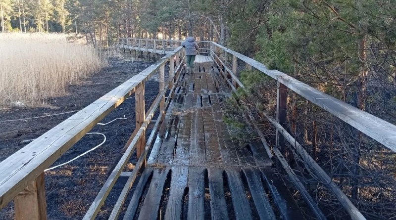 Пожар в заказнике «Кургальский» повредил лес и экотропу
