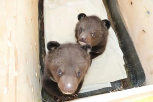 Медвежат-сирот из Приморья отправили в Новосибирский зоопарк