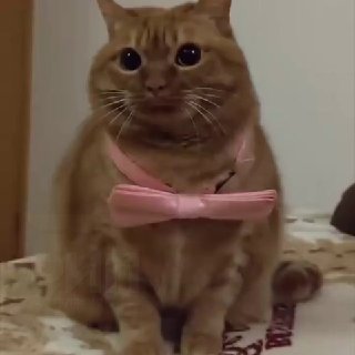 Новой звездой соцсетей стал ТОЛСТЫЙ РЫЖИЙ КОТ из Кореи