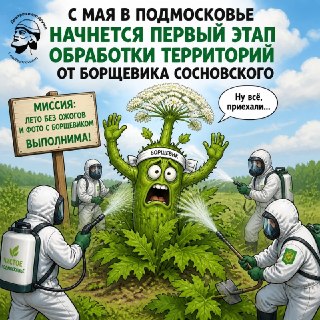В Подмосковье начинается масштабная борьба с борщевиком Сосновского