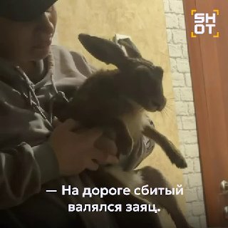 В Адыгее ветеринар спасла сбитого зайца