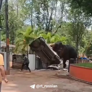 В Индии разъярённый слон атаковал автомобиль и ранил водителя
