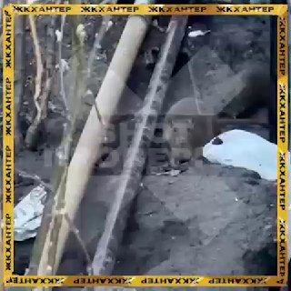 Крысы захватили жилой комплекс в Новой Москве из-за проблем с вывозом мусора