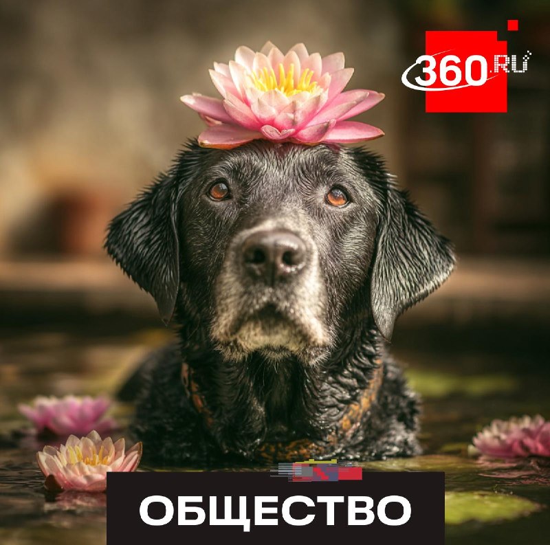 Иллюстрация 1