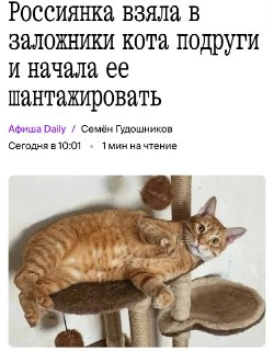 Жительница Саратова взяла кота в заложники ради шантажа деньгами