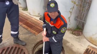 Операция «Утята»: в Уфе спасатели вытащили малышей из ливневки и вернули маме-утке