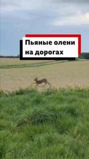 Пьяные олени на дорогах: полиция Франции предупреждает водителей об опасности