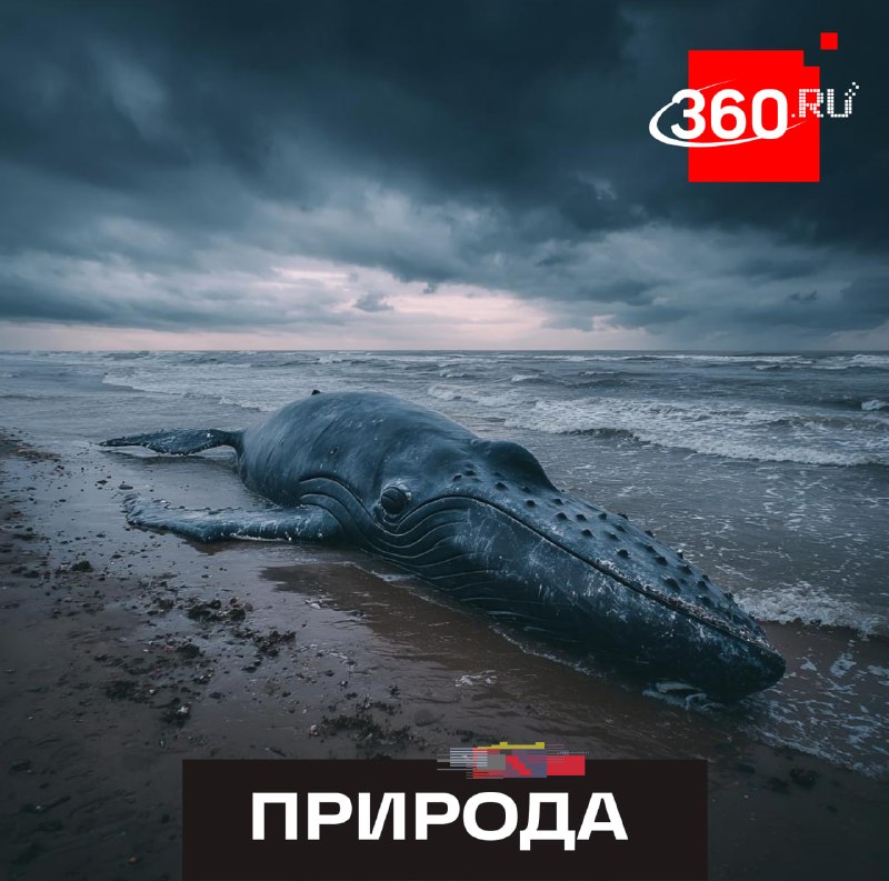 У берегов Дании нашли мертвого горбатого кита Тимми