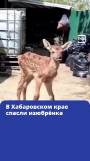 В Хабаровском крае спасли изюбренка-сироту