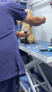 Кот-Иисус завирусился в сети