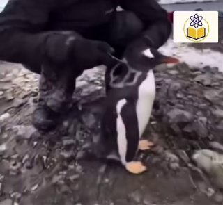 Мужчина спас пингвина от пластика, а пингвины в ответ подарили ему рыбу