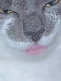 Смешное видео с котом с аллергией