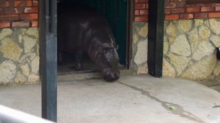 Бегемот Ксюша из Московского зоопарка впервые вышла в уличный вольер после зимы