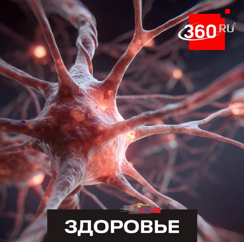 Иммунные клетки могут влиять на память и работу мозга