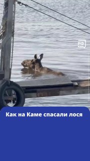 В Перми спасли лося, который не мог выбраться из реки Кама