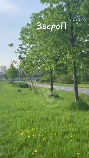 Лось попал в беду на севере Петербурга