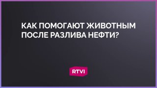 Волонтеры в Туапсе спасают животных от последствий пожара на НПЗ