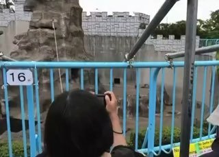 Панч повзрослел и изменил свой образ жизни