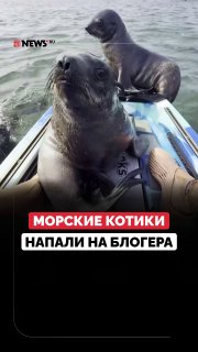 Морские котики атаковали каяк блогера возле берегов Африки