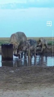 В астраханском заказнике выжил волк с повреждённой спиной