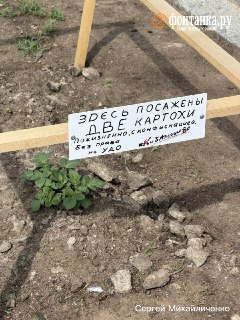 В центре Петербурга обнаружили особо опасную картошку