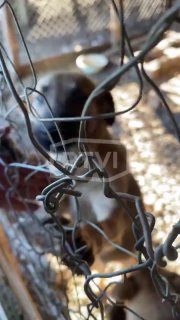 В Абхазии перед туристическим сезоном начались массовые убийства бездомных собак