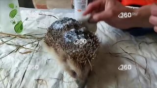 Ежик восстанавливается после травмы, полученной от триммера