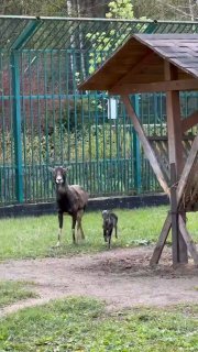 В белгородском зоопарке родился детеныш муфлона