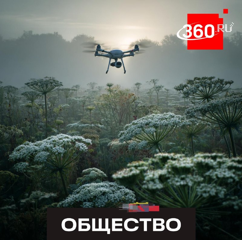 Беспилотники против борщевика: в Подмосковье стартовала масштабная обработка зараженных территорий