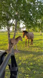 В Башкирии жеребёнок застрял в дереве, и его мать позвала на помощь человека