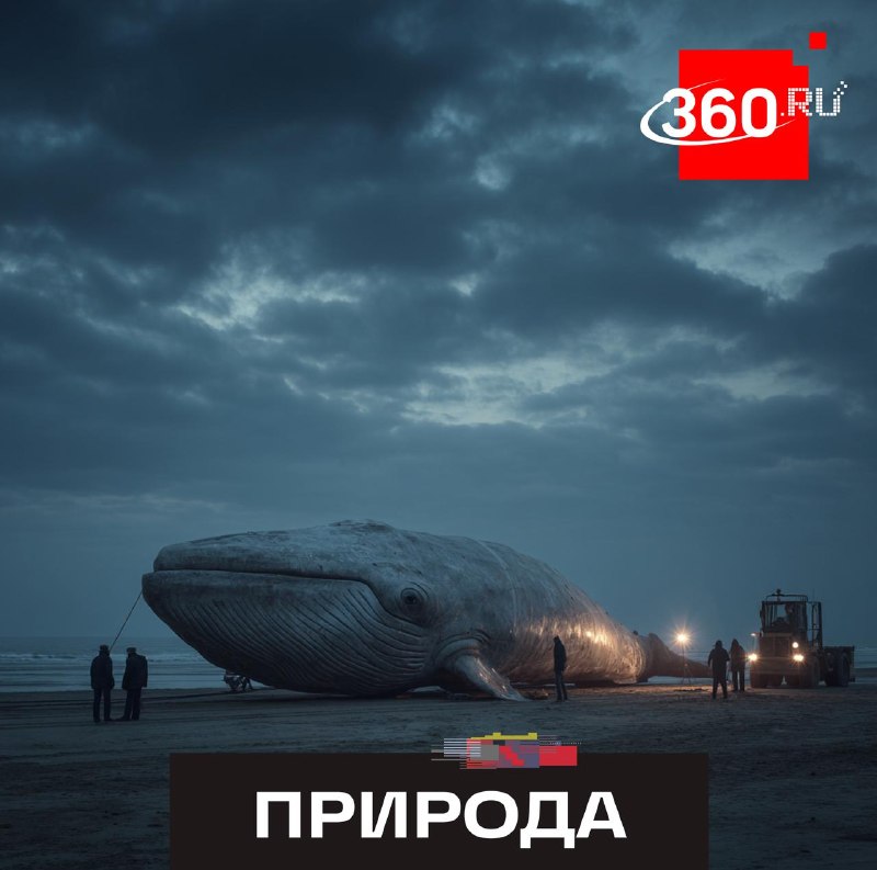В Дании готовят операцию по транспортировке туши кита для научных исследований