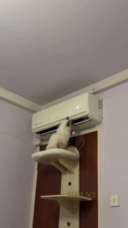 В Канаде кот нашел новый способ охладиться