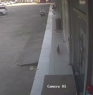 Мужчина упал на асфальт, пытаясь напугать собаку