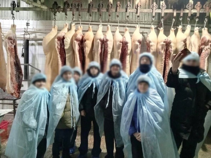 В Красноярском крае школьников провели на экскурсию на скотобойню