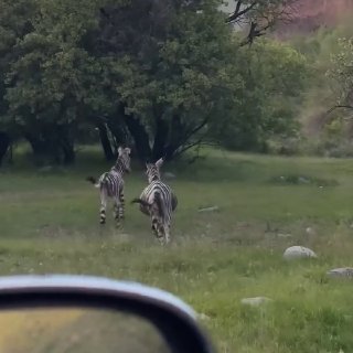 Бизнесмен из Казахстана раскрасил ослов в полоски, чтобы привлечь туристов на базу отдыха
