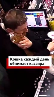 Кошка ежедневно приходит в магазин, чтобы обнять кассира