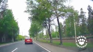 Лось в Ольгино напугал автомобилистов на Приморском шоссе