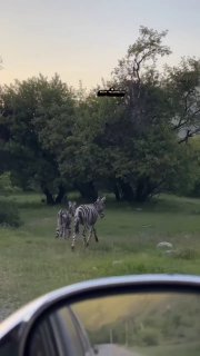 В Казахстане ослов перекрасили в зебр ради привлечения туристов