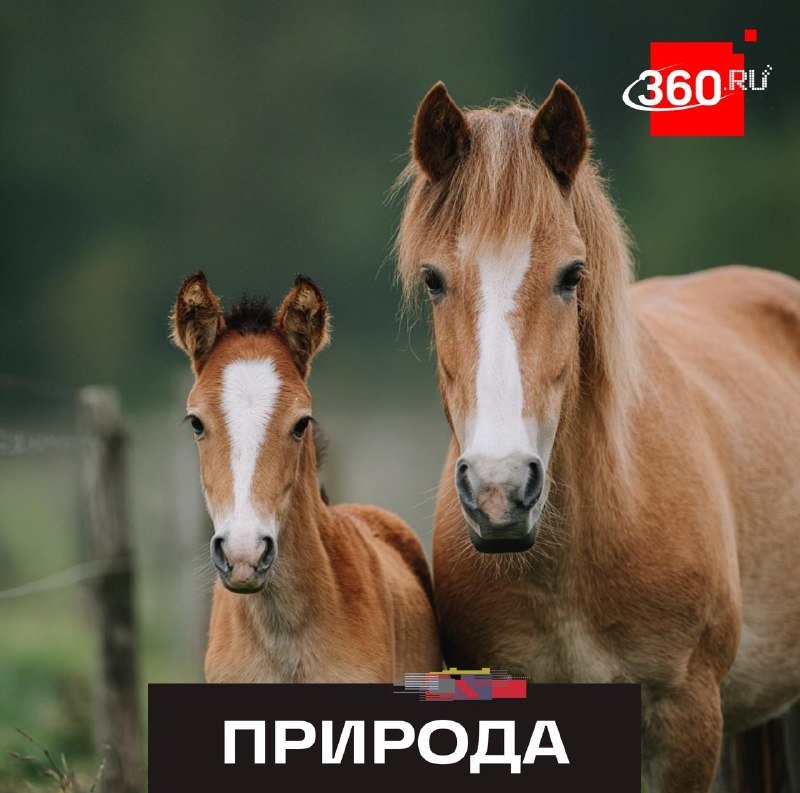 Ученые доказали, что сложные роды характерны для многих видов млекопитающих